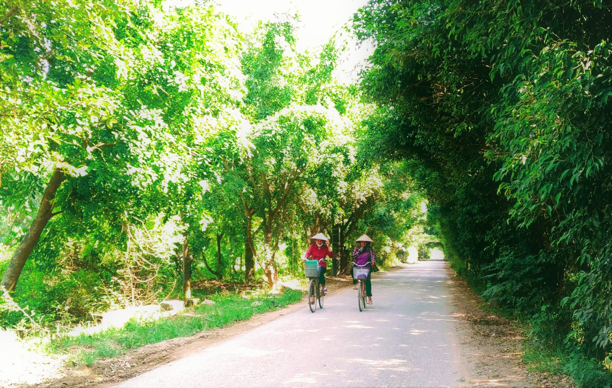 Đường làng Siêu Quần (xã Tả Thanh Oai, huyện Thanh Trì, TP.Hà Nội) rợp bóng cây xanh